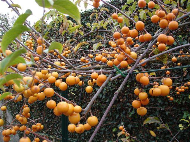 Actinidia macrosperma